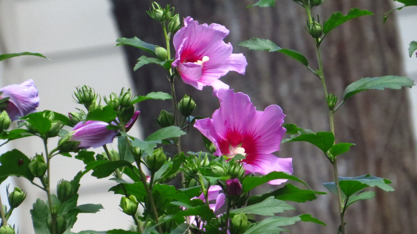 50+ Pink Rose of Sharon Seeds(Hibiscus syriacus/Aphrodite Althea/hardy hibiscus)