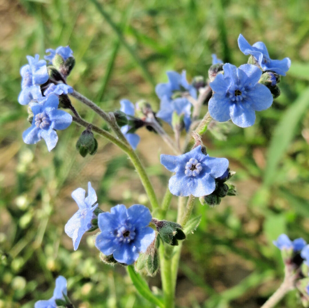20,000 Cynoglossum amabile Seeds “CHINESE FORGET ME NOT” Bulk Annual Wildflower