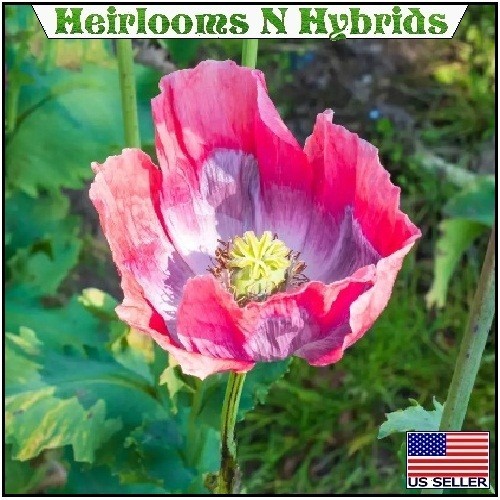 2,500 The Giant Rattle Papavear Somniferum Giganteum Poppy Seeds Huge Pods