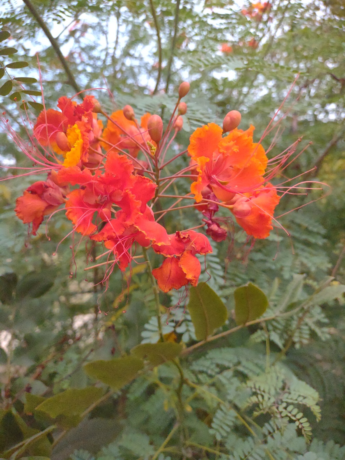 Pride of Barbados Seed, Poinciana, Peacock flower, Red bird of paradise, Free Sh