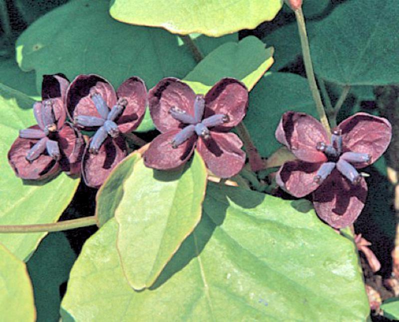 Akebia trifoliata Purple Chocolate Vine 10 seeds