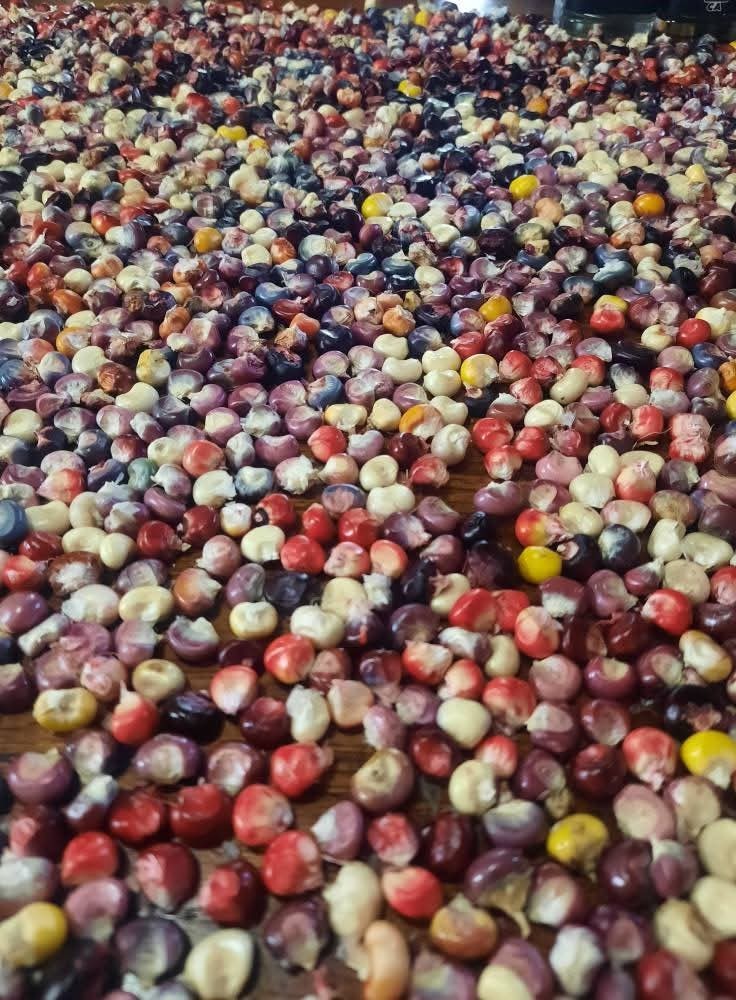 Indigenous Maize Combo – 10 Painted Mountain Flour Corn + 10 Blue Hopi 🌽 seeds