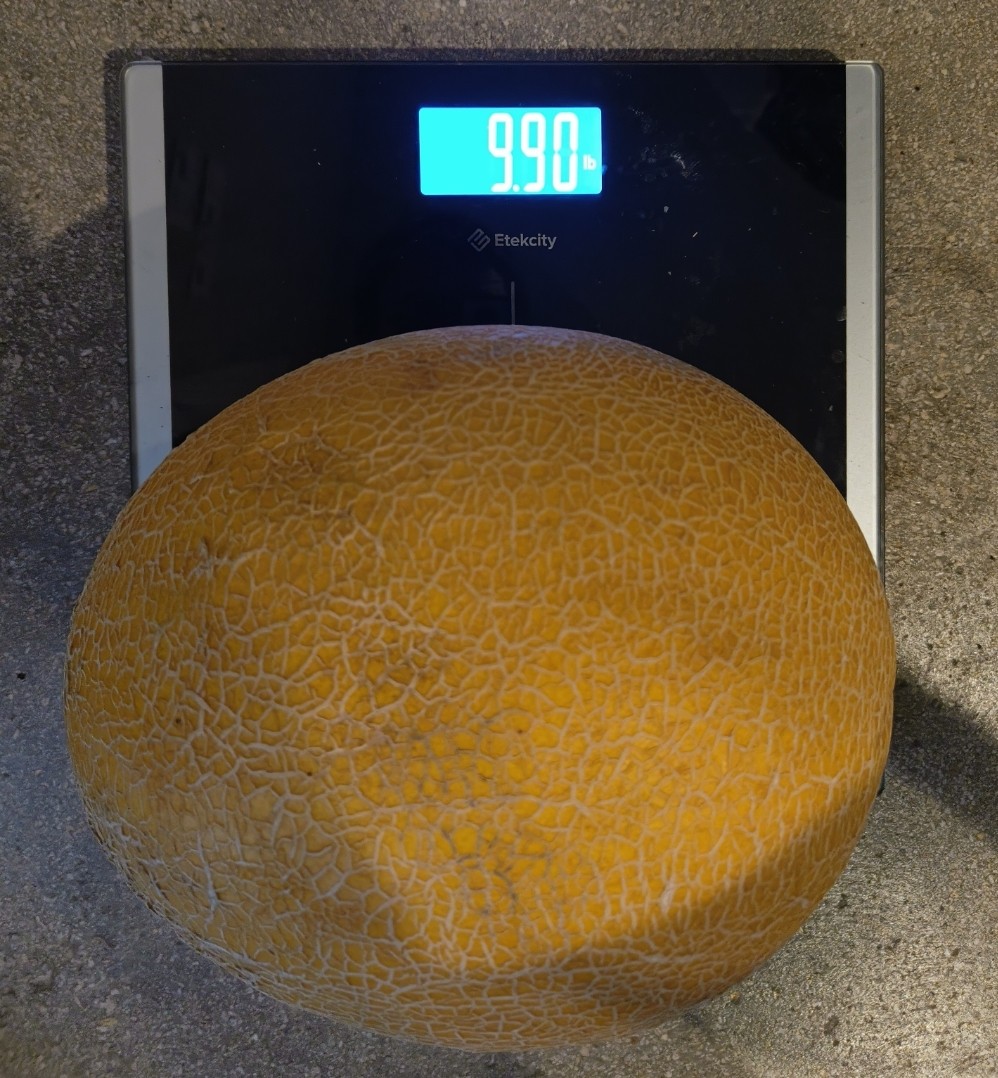 25 F1 Gold Hami Melon Seeds – Giant 10 Pound Super Sweet Hybrid Melon