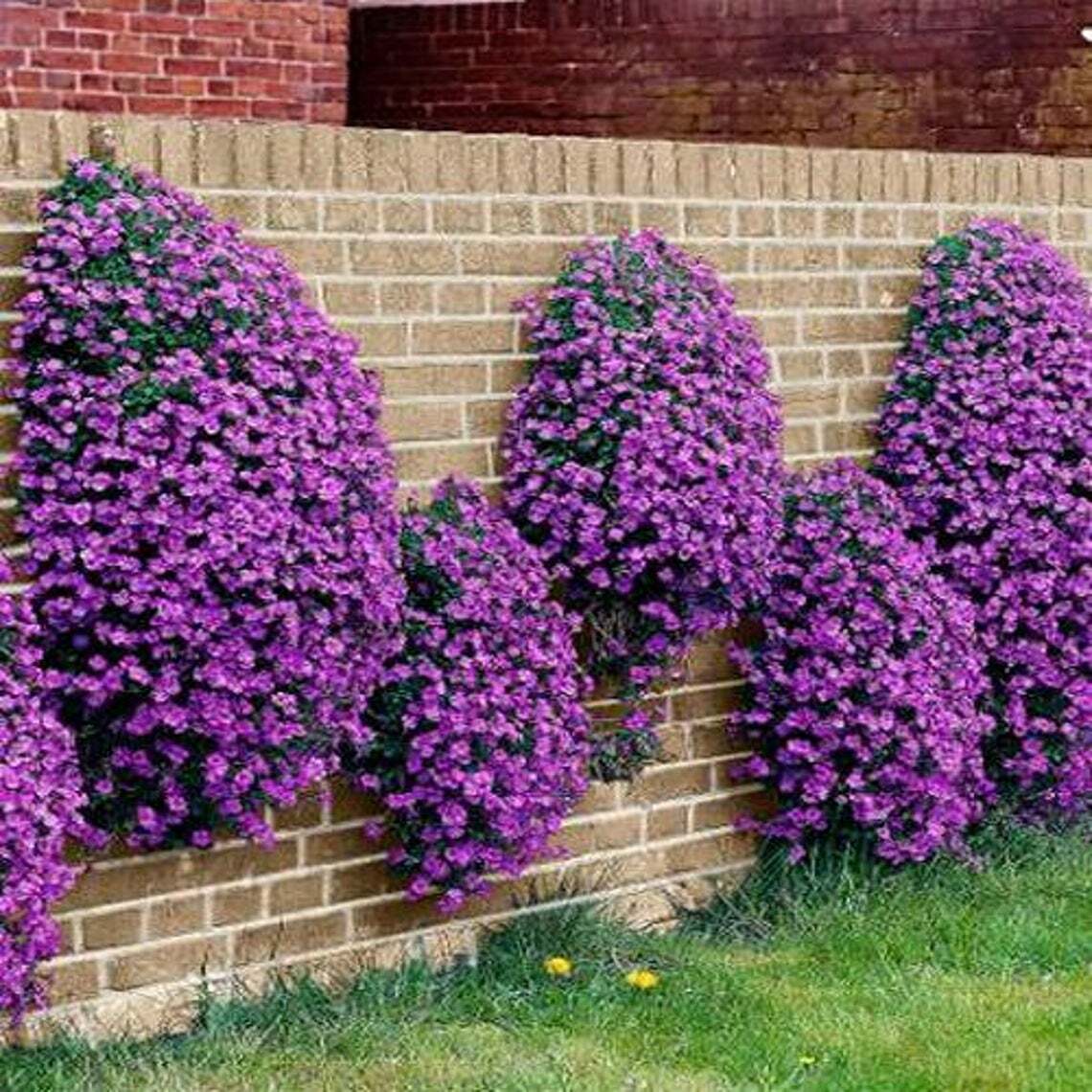 Purple Rockcress Seeds- Hardy perennial – Comb. S/H
