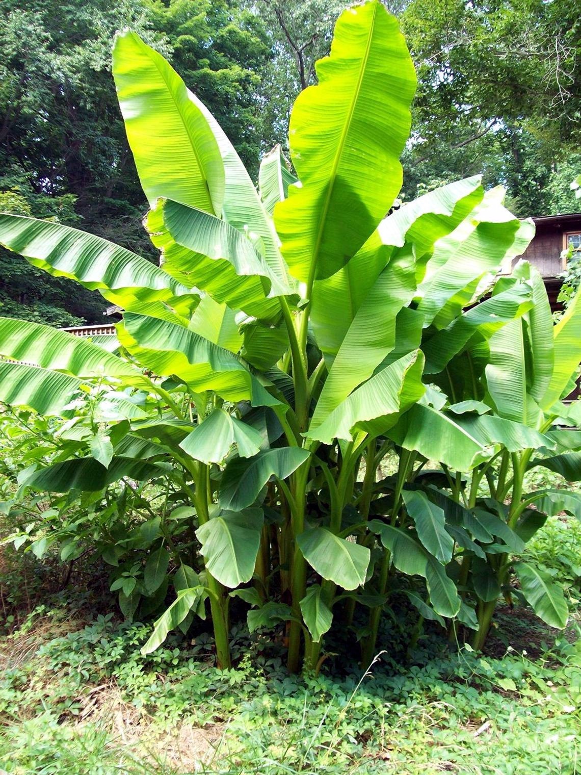 Banana Tree Seed Mix – Dwarf Pink Musa velutina & Dwarf Acuminata Tropical Fruit