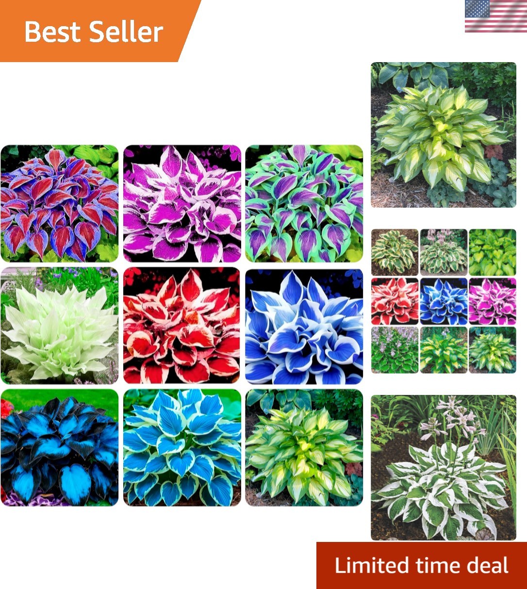 Beautiful Mixed Color Hosta Seeds – 100+ Perennial Plants for Shady Areas