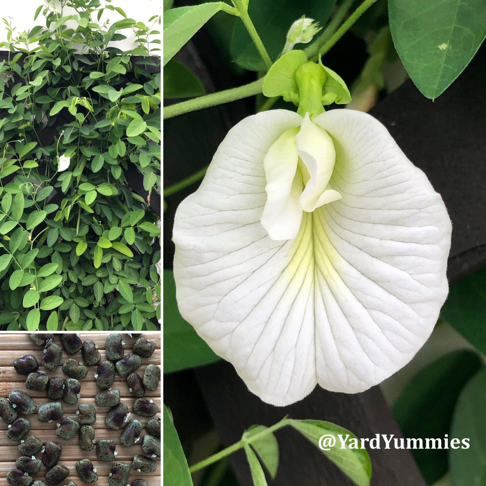 White Butterfly Pea Seeds- 15 SEEDS Clitoria Ternatea Asian Pigeonwings Tropical
