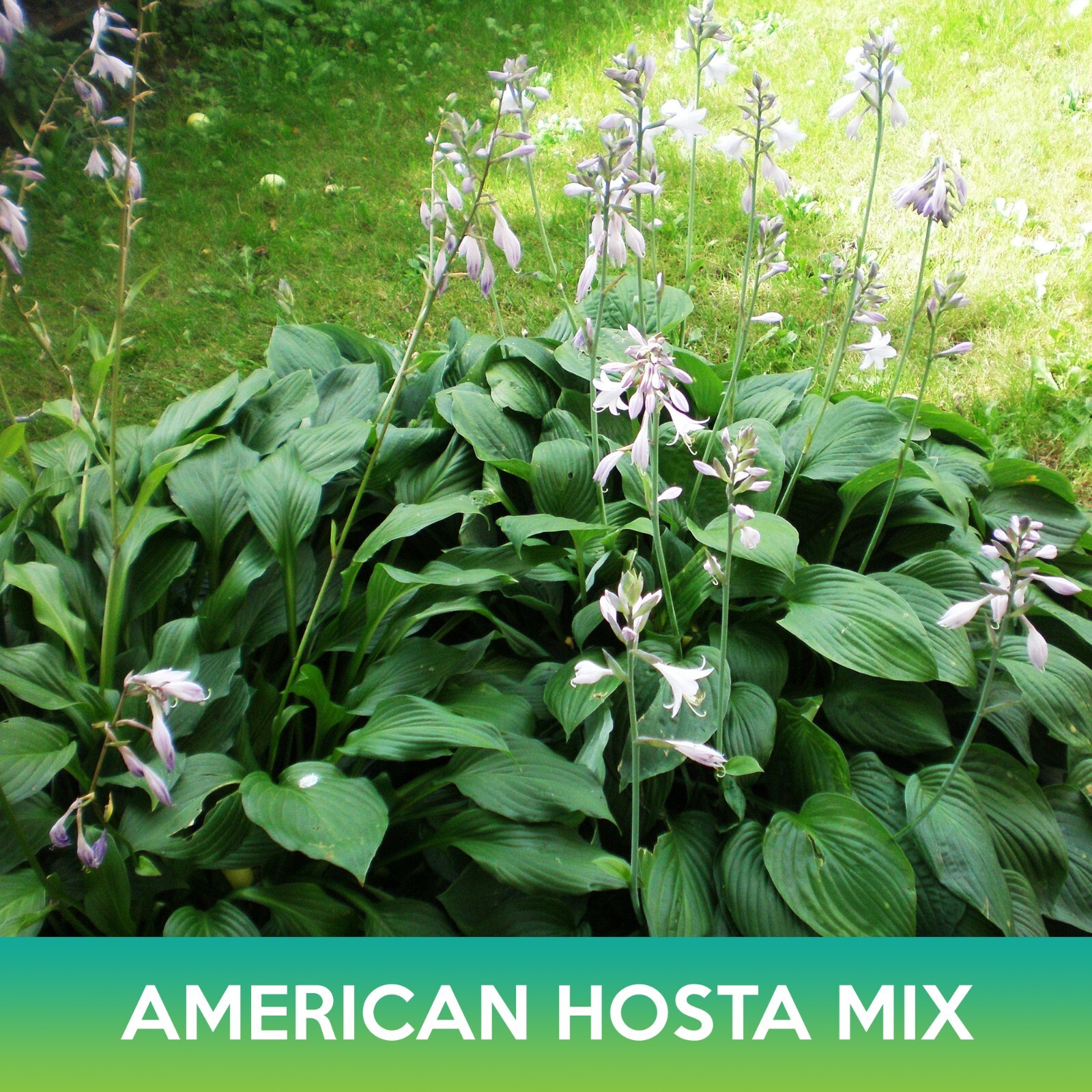 American Hosta Mix Seeds, Combined Shipping on 500+ Seed Varieties!