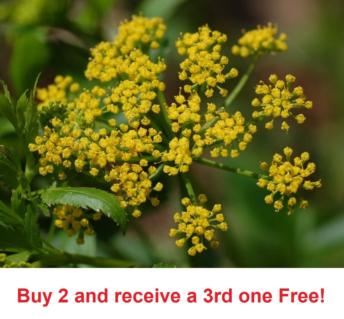 300 Golden Alexanders seeds Zizia Aurea (approx.)