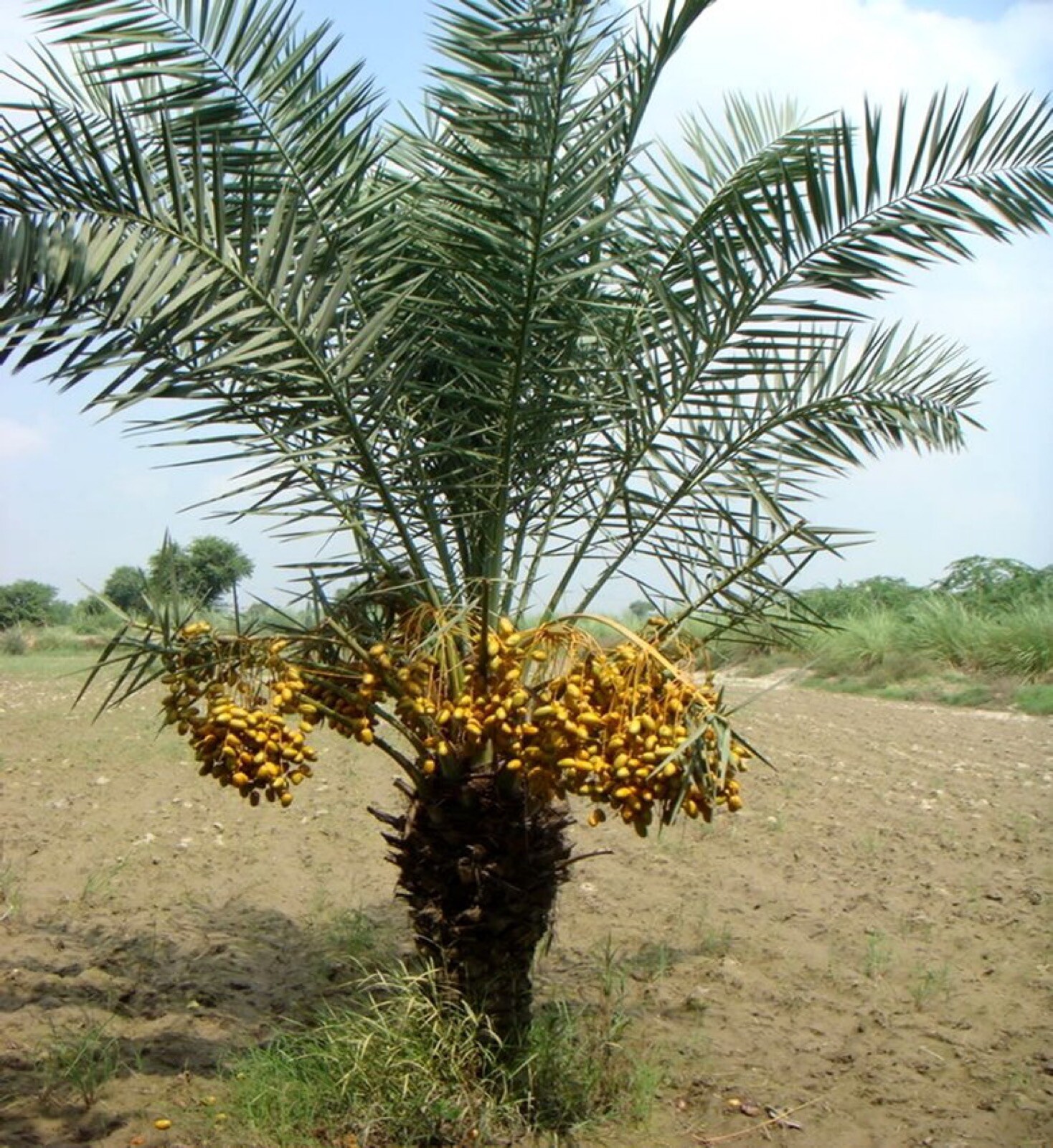 Yellow Barhi Date Palm Phoenix Dactylifera Live plant 1-2 leaves