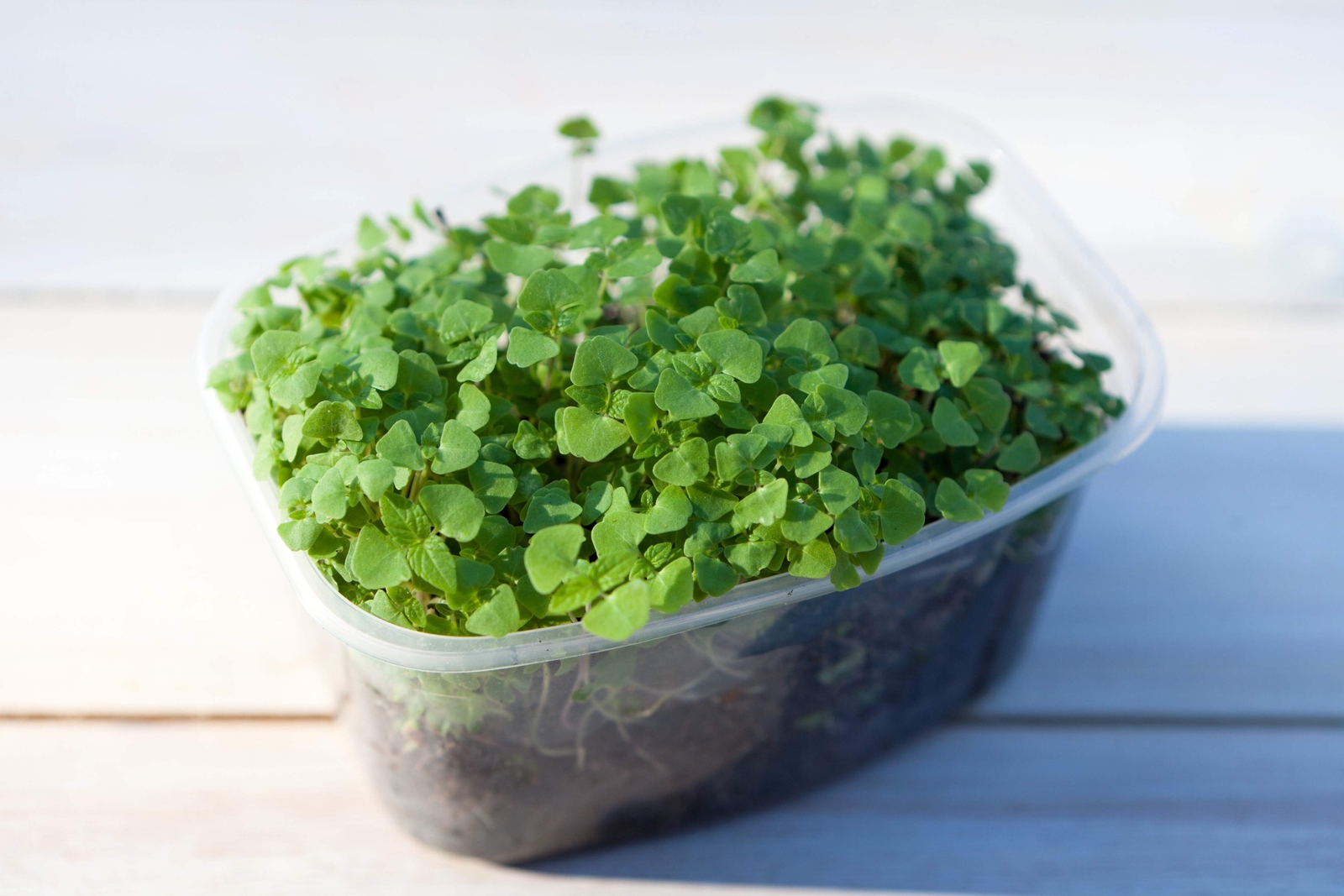 1000 CHIA SALVIA HISPANICA / SAGE Herb Flower Seeds *Flat S/H