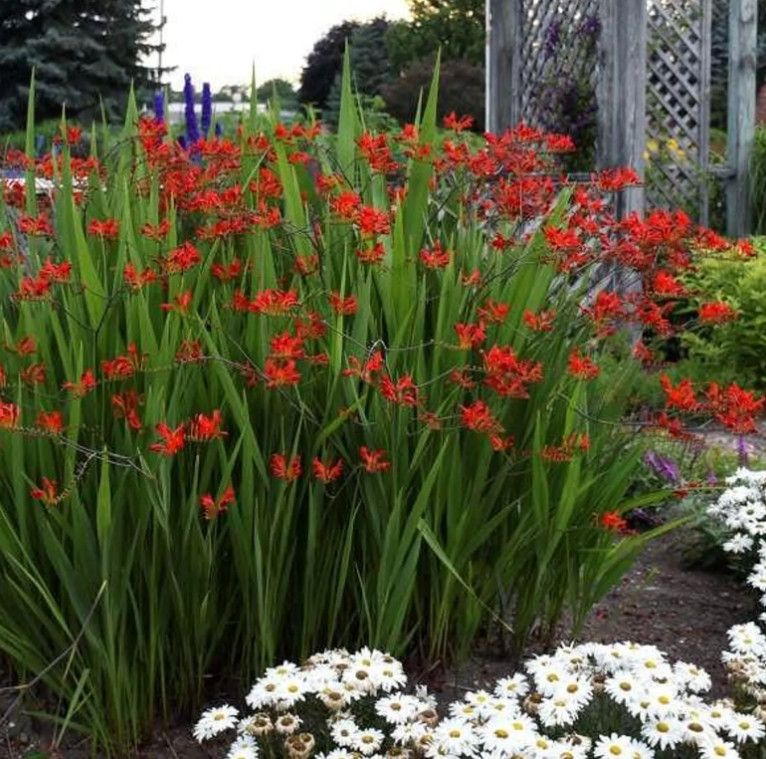 100 Flower Bulbs Butterfly Bee Bird Pollinator Garden Mix 4 Varieties Gift Set