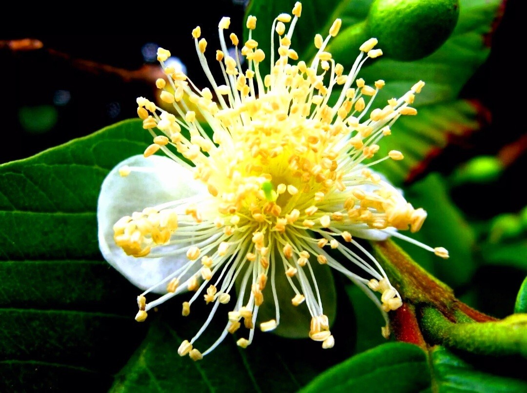 30 Pink Guava Tree Seeds Tropical Strawberry Ruby Supreme Psidium guajava