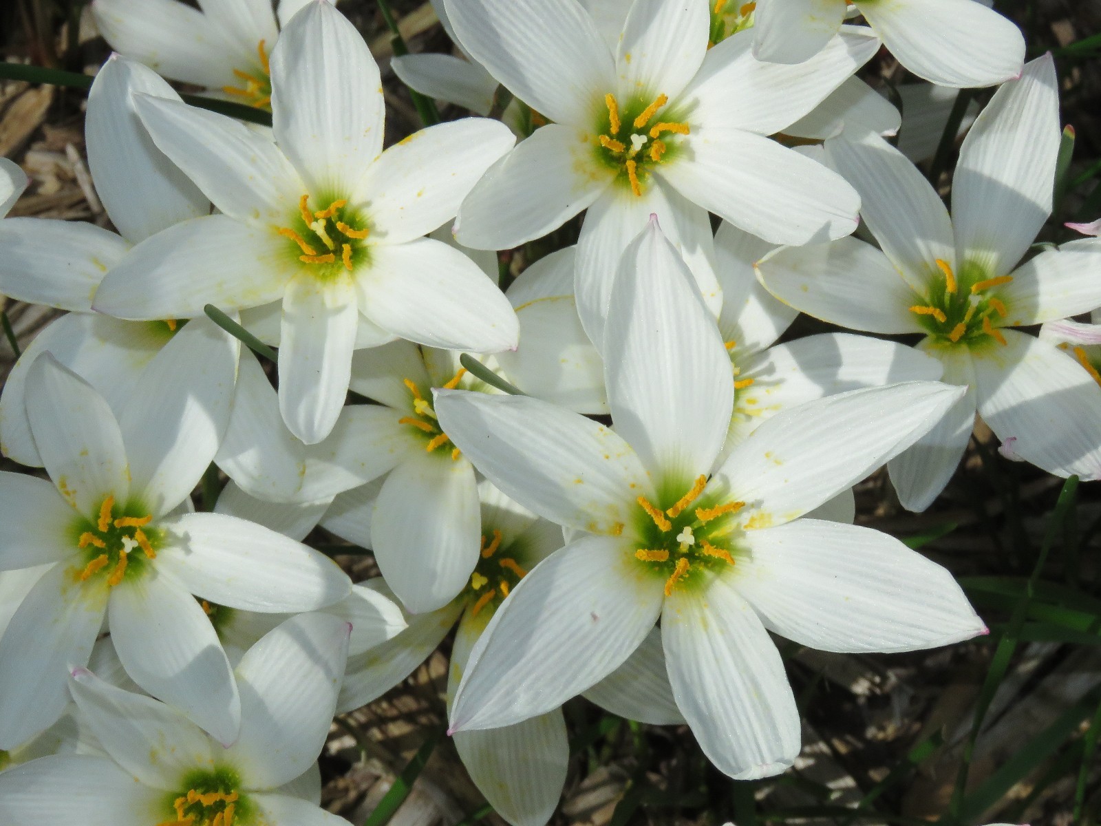 Rain Lily, Zephyranthes Candida Major wide cup-shape petals, 2 bulbs, habranthus