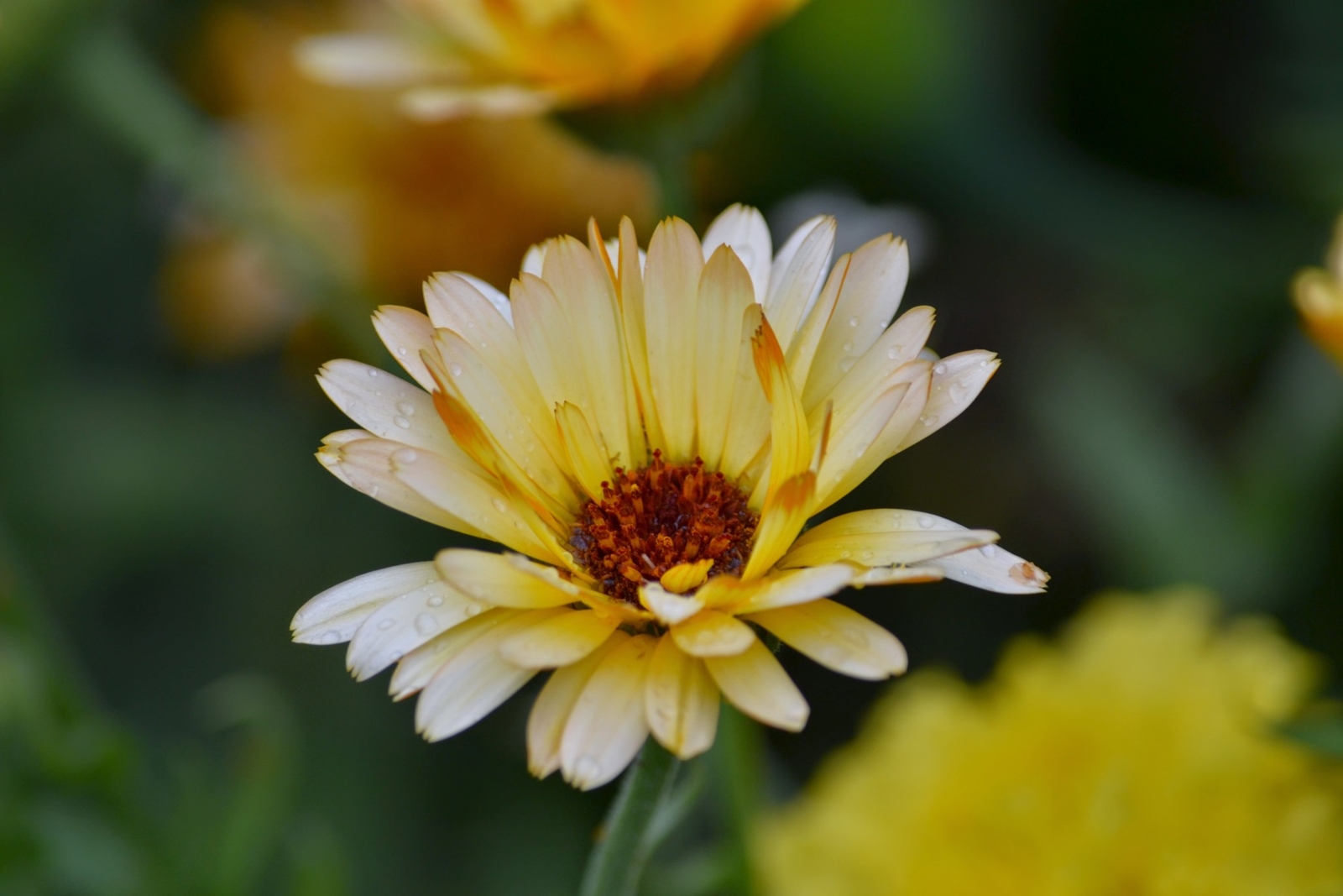 5,000 CALENDULA OFFICINALIS Seeds (Triangle Flashback Marigold) | Free shipping
