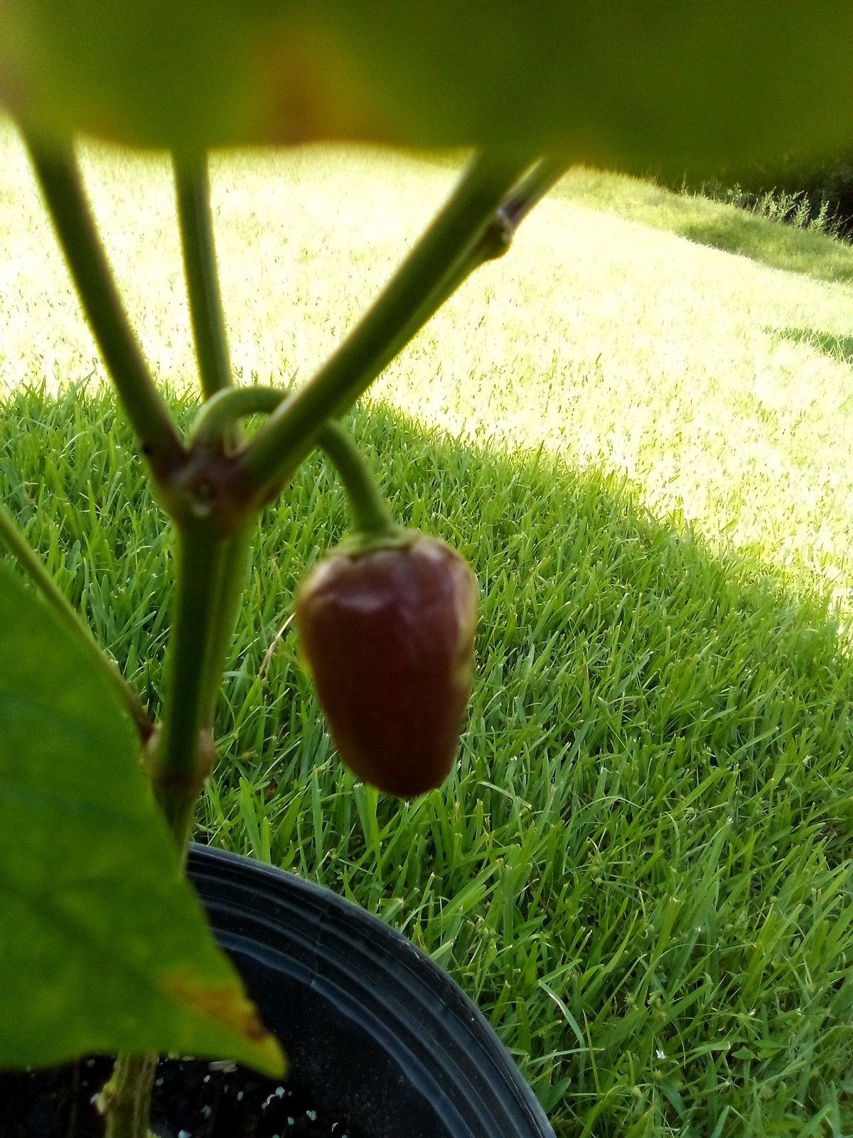 Purple Side Kick Pepper Seeds (Sweet&Spicy)