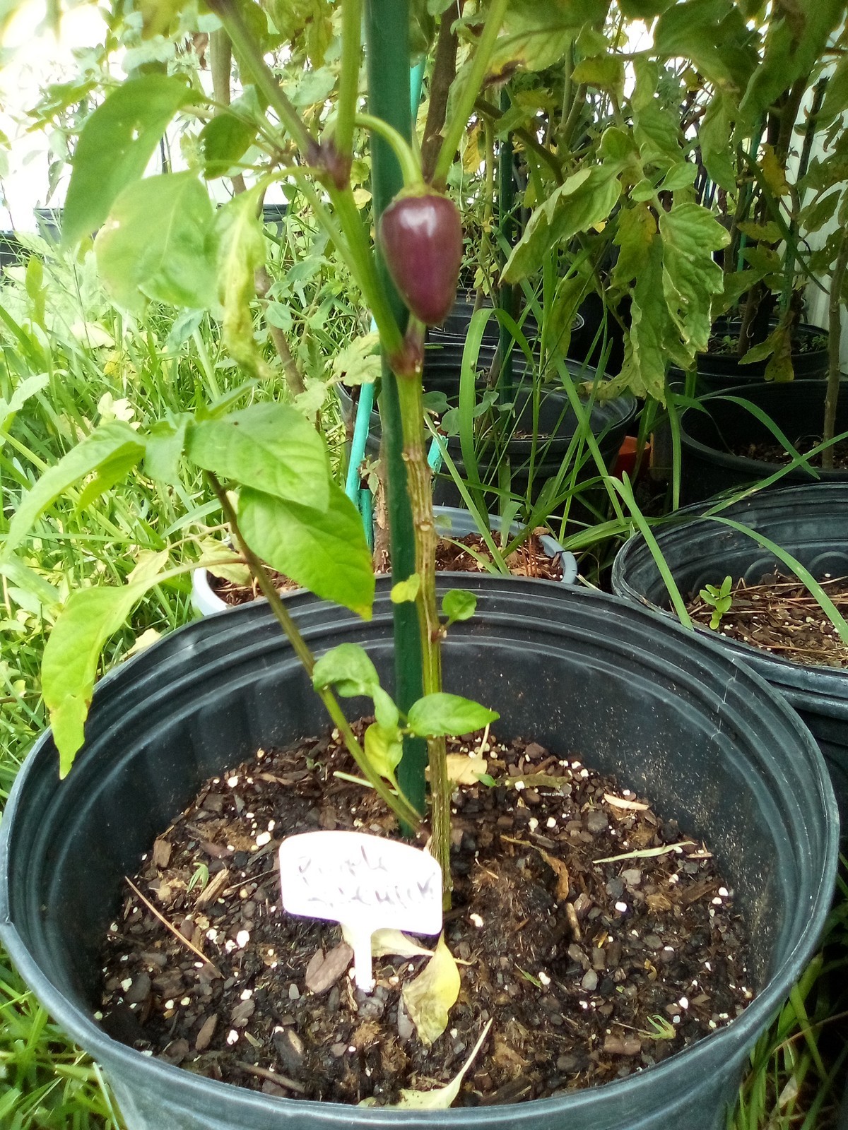Purple Side Kick Pepper Seeds (Sweet&Spicy)