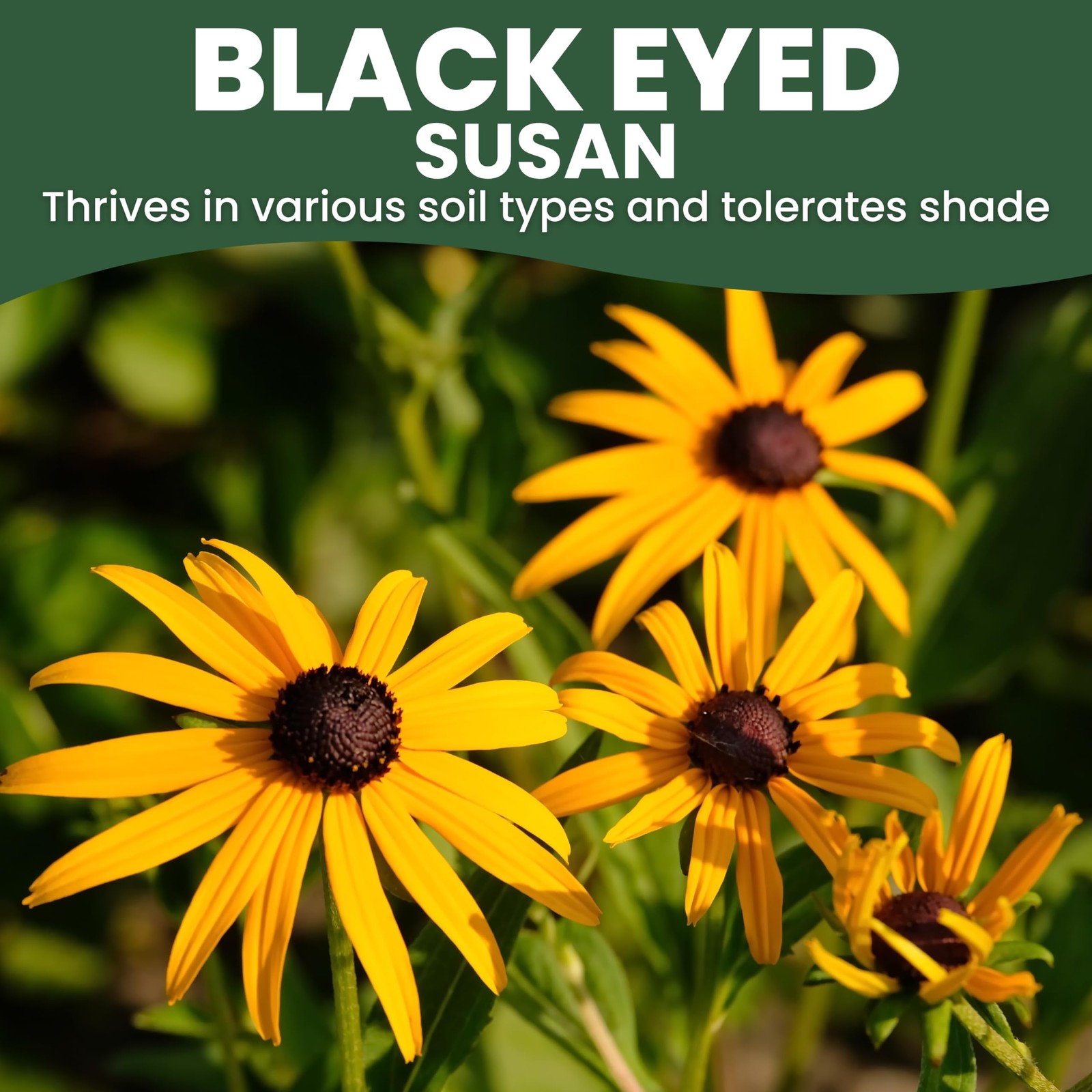 Black Eyed Susan Large 1 Ounce Packet 100,000 Flower Seeds for Planting Ru…