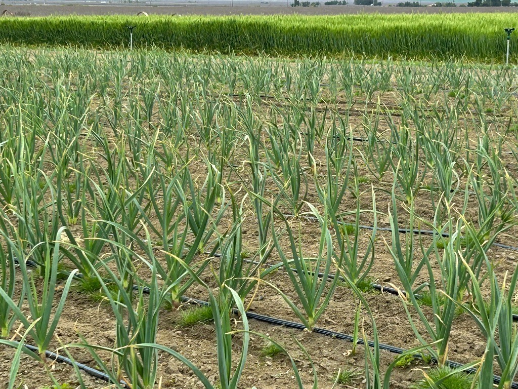USDA Organic CA Early Garlic Bulbs | Mild Gourmet Garlic | California Grown
