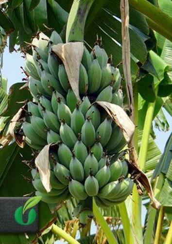 Musa balbisiana Gigantea | Bhimkol Wild | King Kong | 10 Seeds
