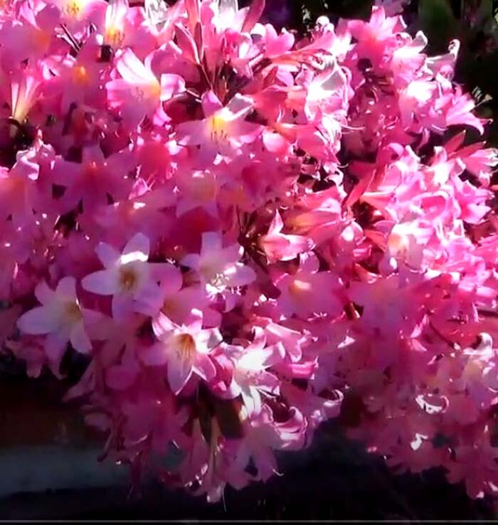 1 Large Bulb Amaryllis Belladonna Pink Naked Lady Live Plant or a Bulb w/ Offset