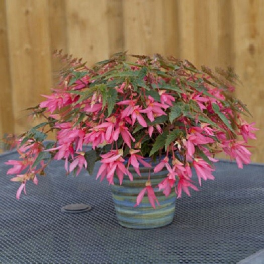 BIN#2R7D7 Begonia Seeds Bossa Nova Rose Trailing Begonia 15 Pelleted Seeds NEW!!