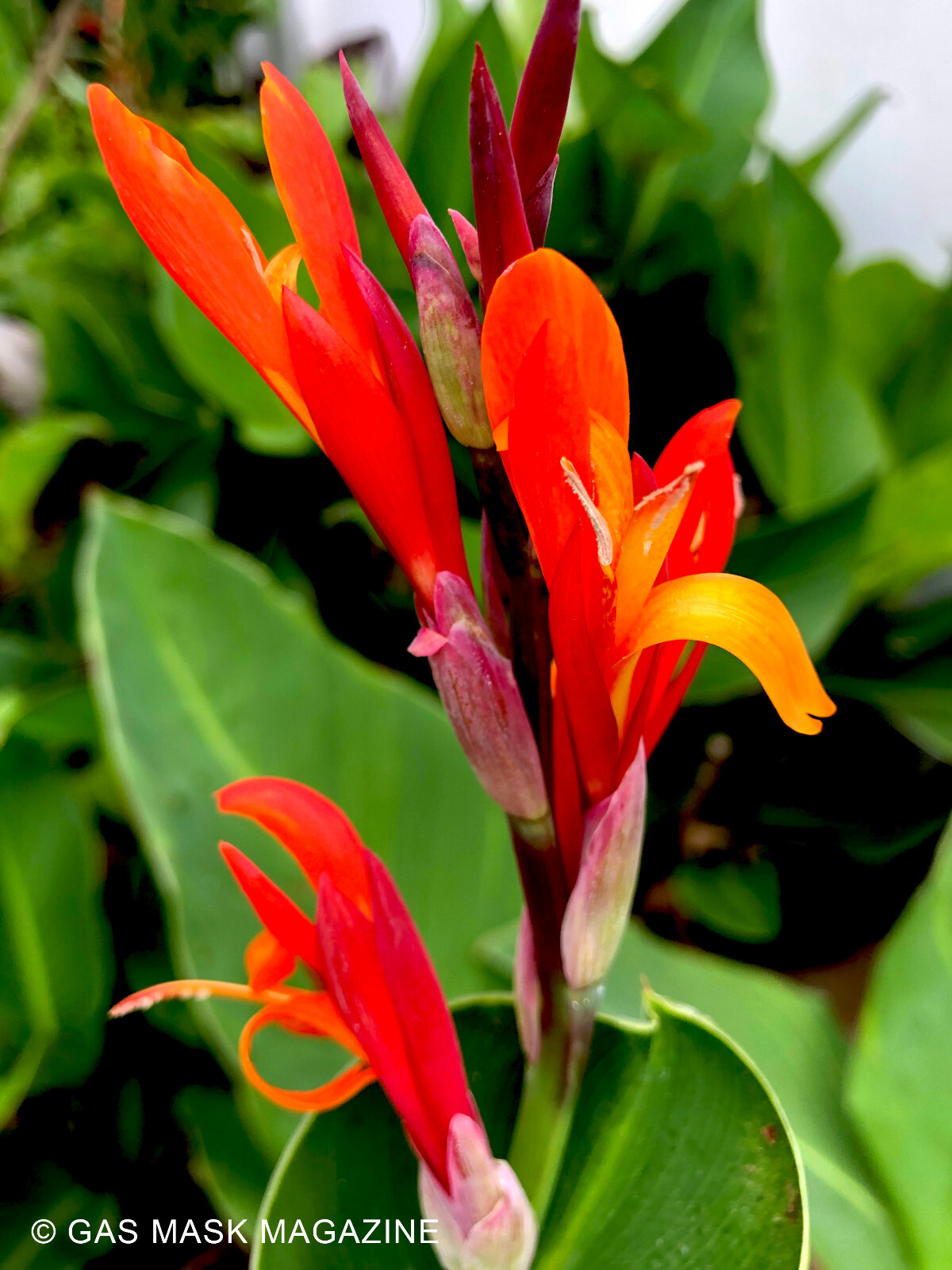 2 Canna Lily Rhizome, Giant Indica