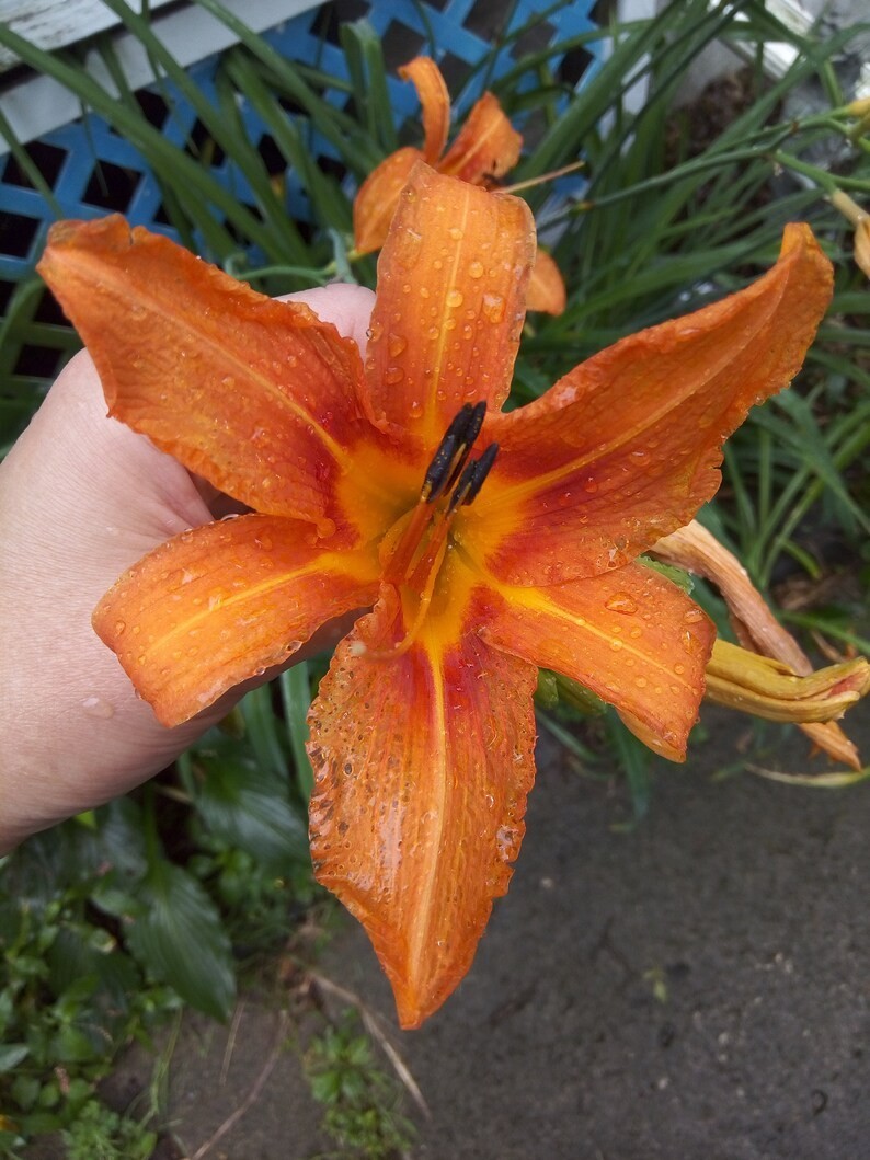 3x Orange Tiger Lily Bare Root Plant: Hardy Perennial Pre Order Sale live plant
