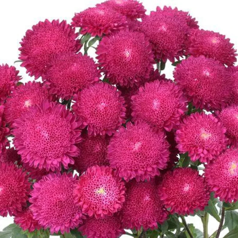 30 Bonita Rose Aster Seeds. USA Seeds. Ships free