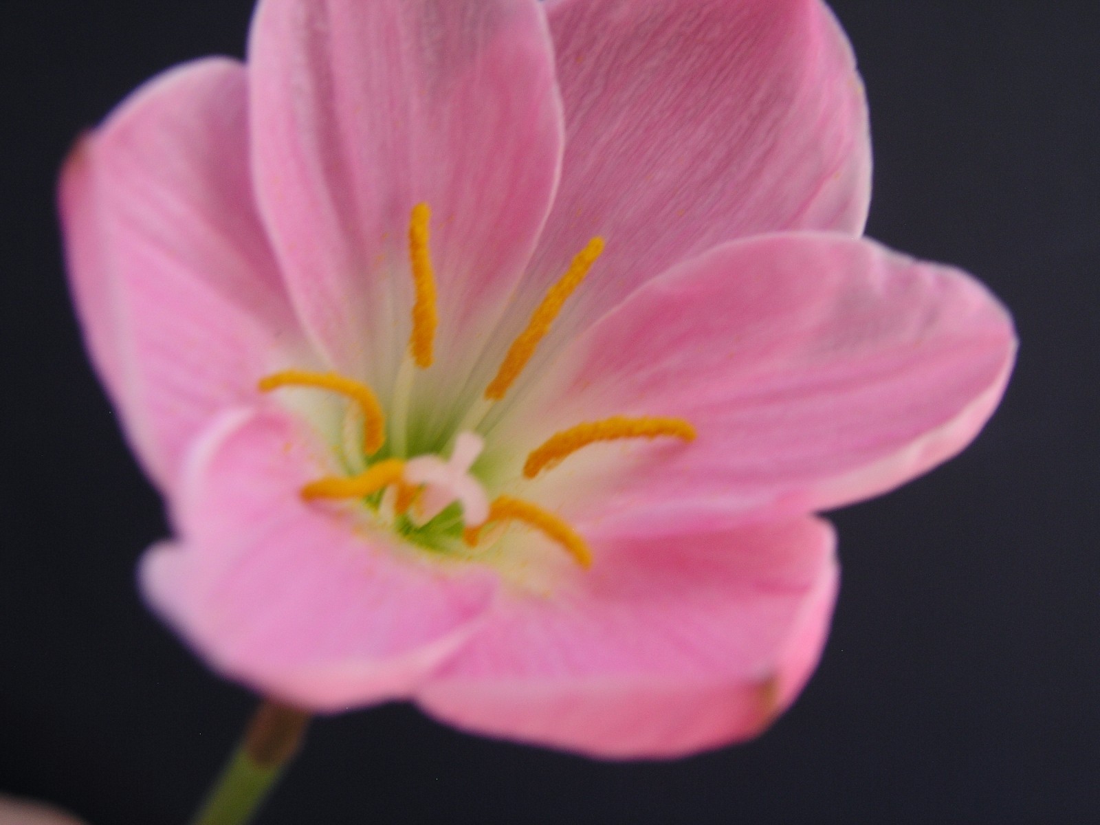 Rain Lily, Zephyranthes Libra, 2 bulbs, NEW, RARE, habranthus