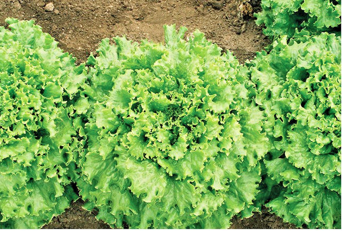 601+GREEN ICE Lettuce Seeds Organic Vegetable Spring Fall Garden Container Easy