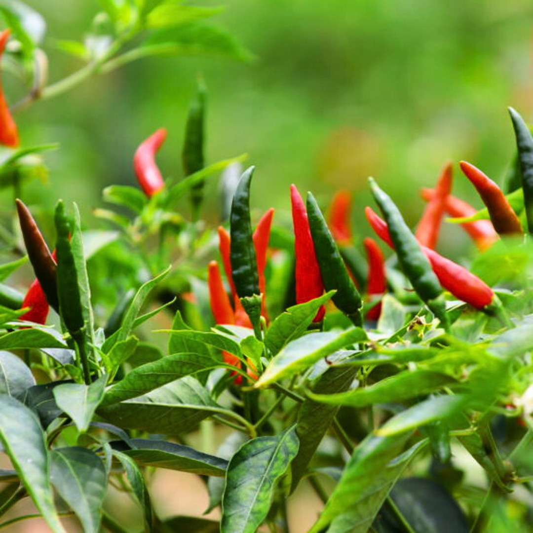 Fresh Birdseye Pepper Seeds | Wai Yee Hong | Heirloom Non-GMO | Vegetable Seeds