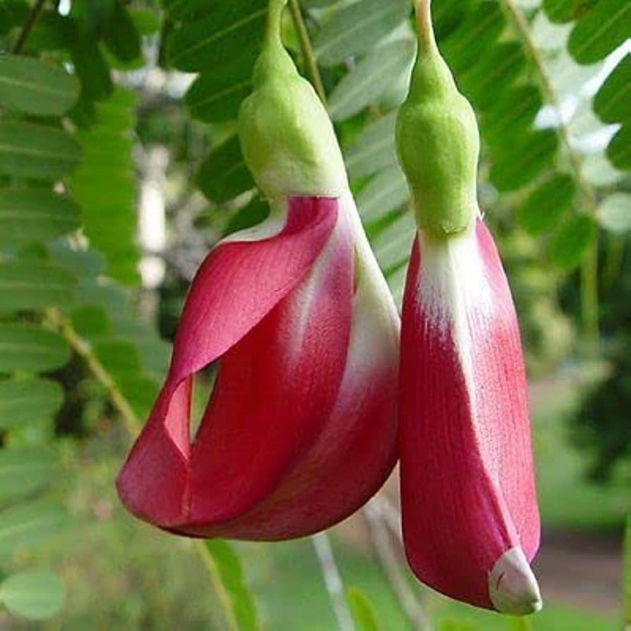20+ Fresh Seeds, Red Hummingbird Tree (Sesbania Grandiflora) Agati Flower Plant
