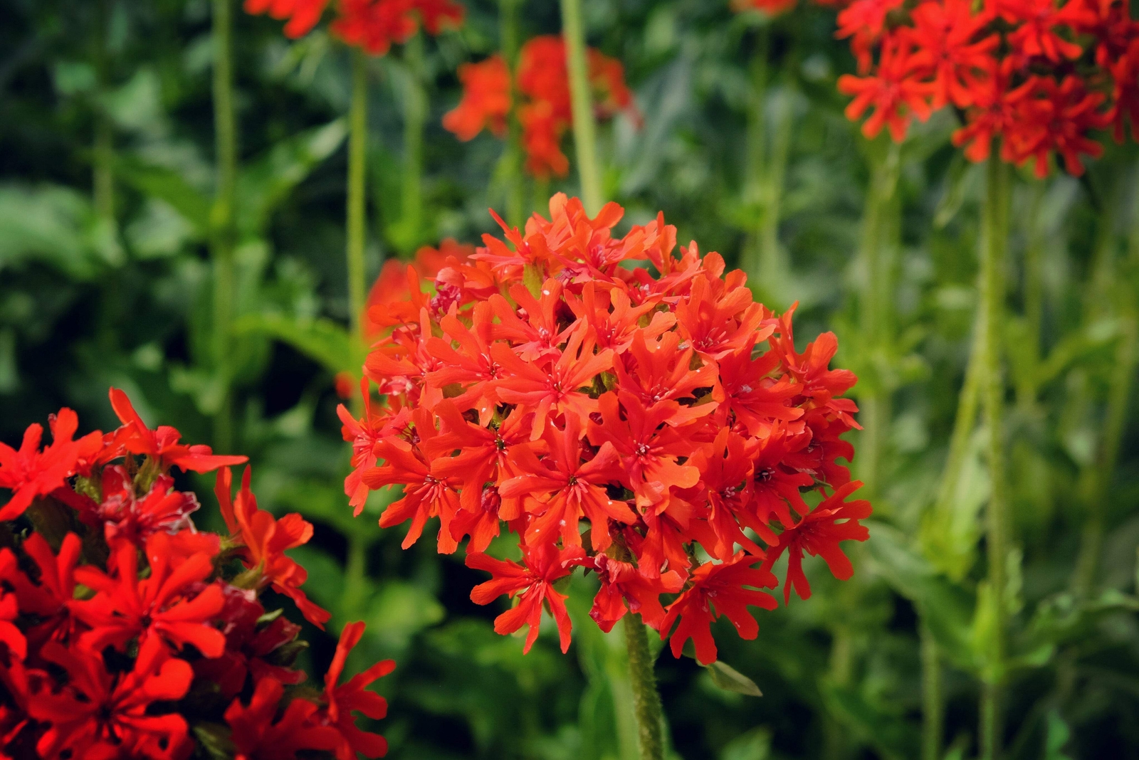 70 RED LYCHNIS Chalcedonica / Rose Campion / Catchfly Flower Seeds *Flat S/H