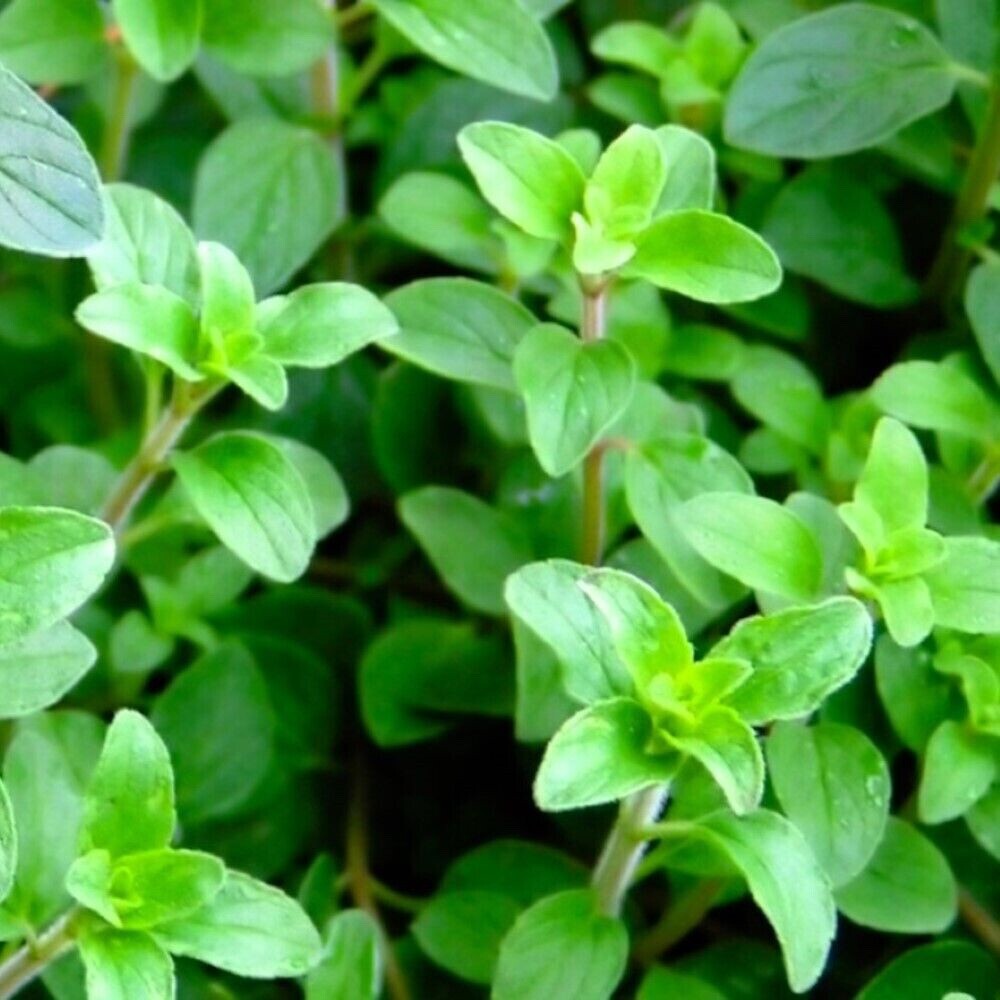 200 Organic Greek Oregano Seeds | NON-GMO | Heirloom | FREE SHIPPING