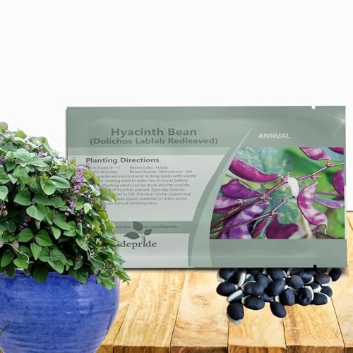 Lablab Hyacinth Bean Vine Seeds – 100 Pcs Perennial, Fast 100 Seeds Red