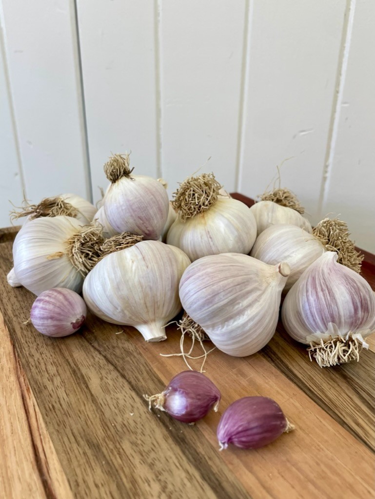 USDA Organic CA Early Garlic Bulbs | Mild Gourmet Garlic | California Grown