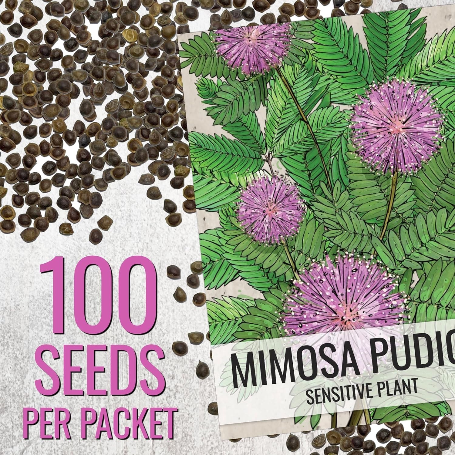 Mimosa Pudica Sensitive Plant Seeds – Heirloom Touch-Me-Not Blooms (100 pcs)