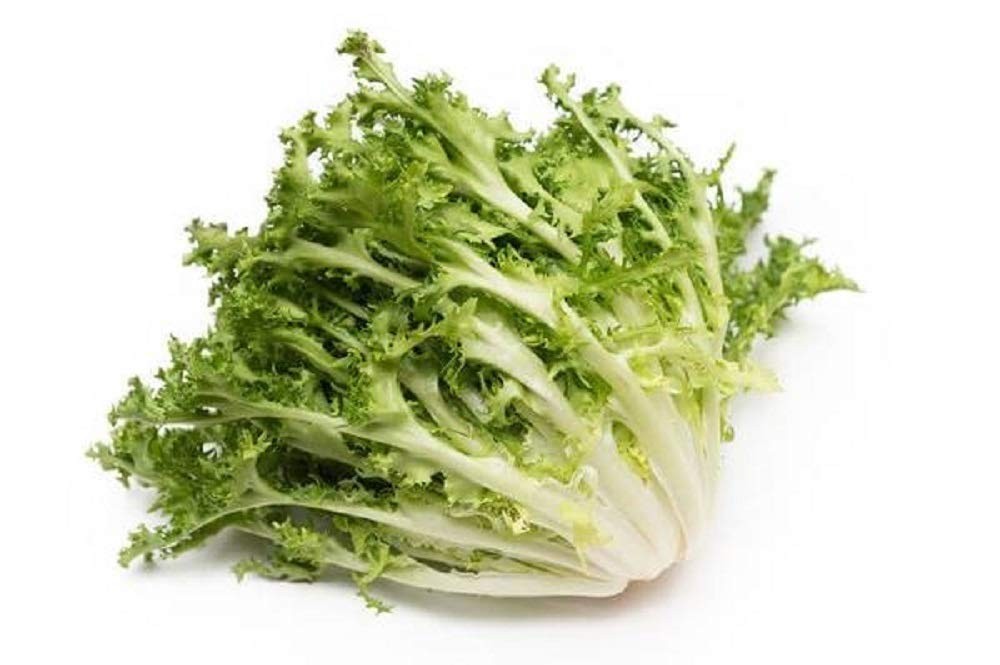 Green Curled Ruffec Endive Seeds – 500 Non-GMO Heirloom Seeds for Unique Salads