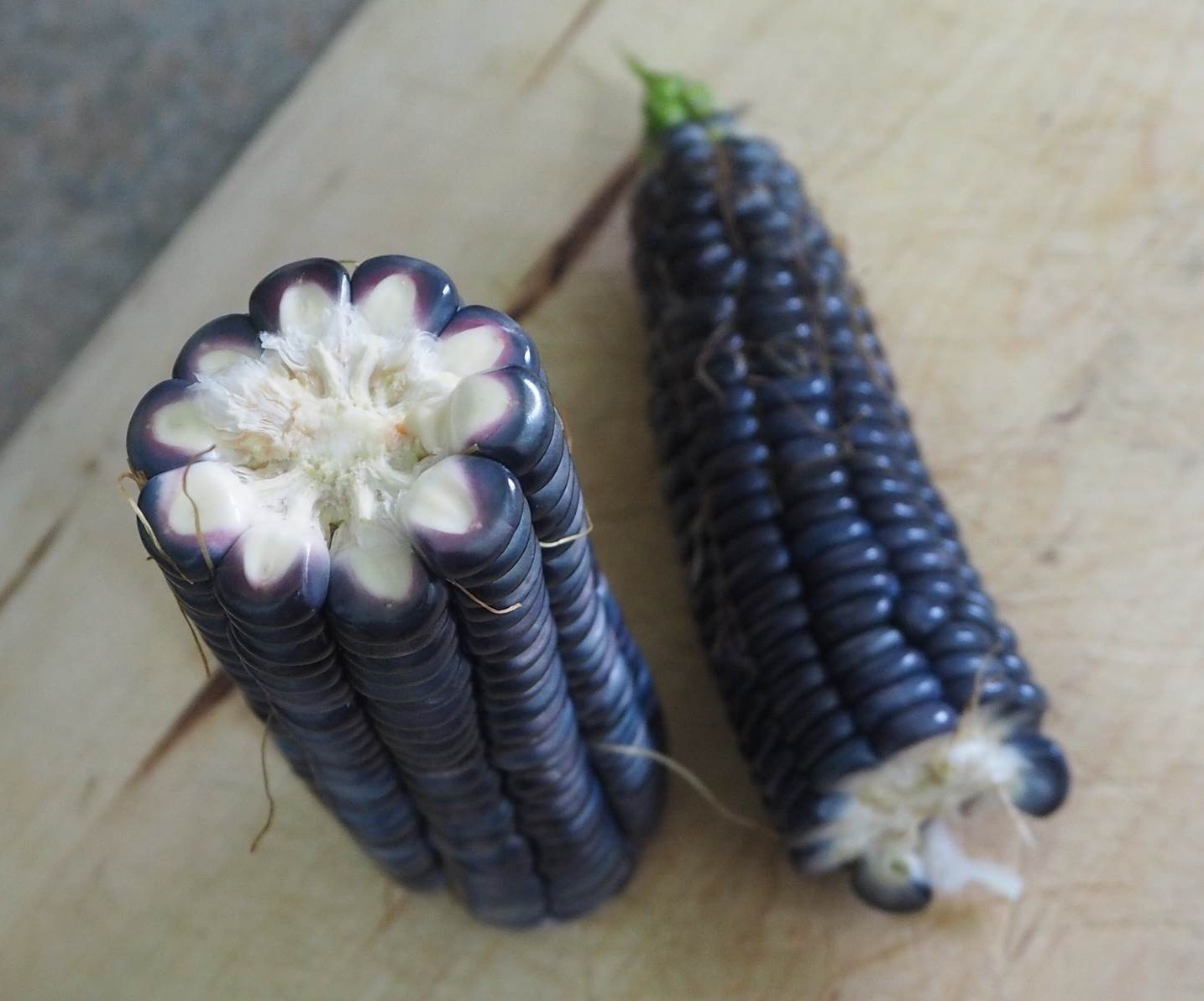1000+ Hopi Blue Corn Seeds – Heirloom – Non GMO – Organic —————– RARE