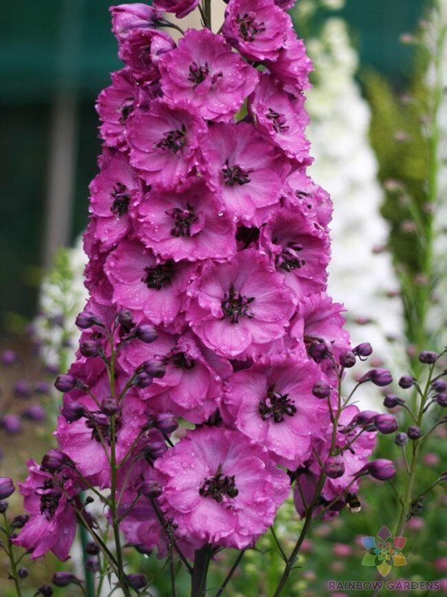 200+ Pink Punch Delphinium Seeds for Garden Planting – USA – FREE SHIPPING!