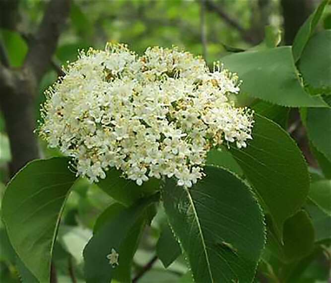 Nannyberry, Viburnum lentago, Seeds