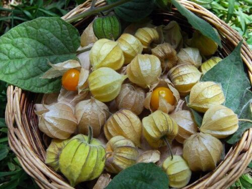 GROUND CHERRY SEEDS, PINEAPPLE CAPE GOOSEBERRY (PHYSALIS IXOCARPA), HẠT THÙ LÙ