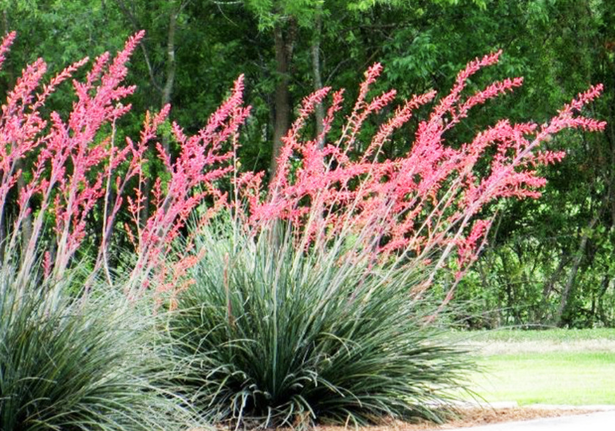 6 Red Yucca Seeds