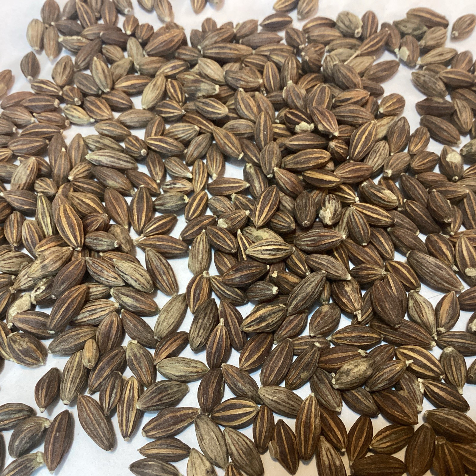 American Silverberry Tree Seeds (ELAEAGNUS COMMUTATA) (Wolf Willow) (Wolf Berry)