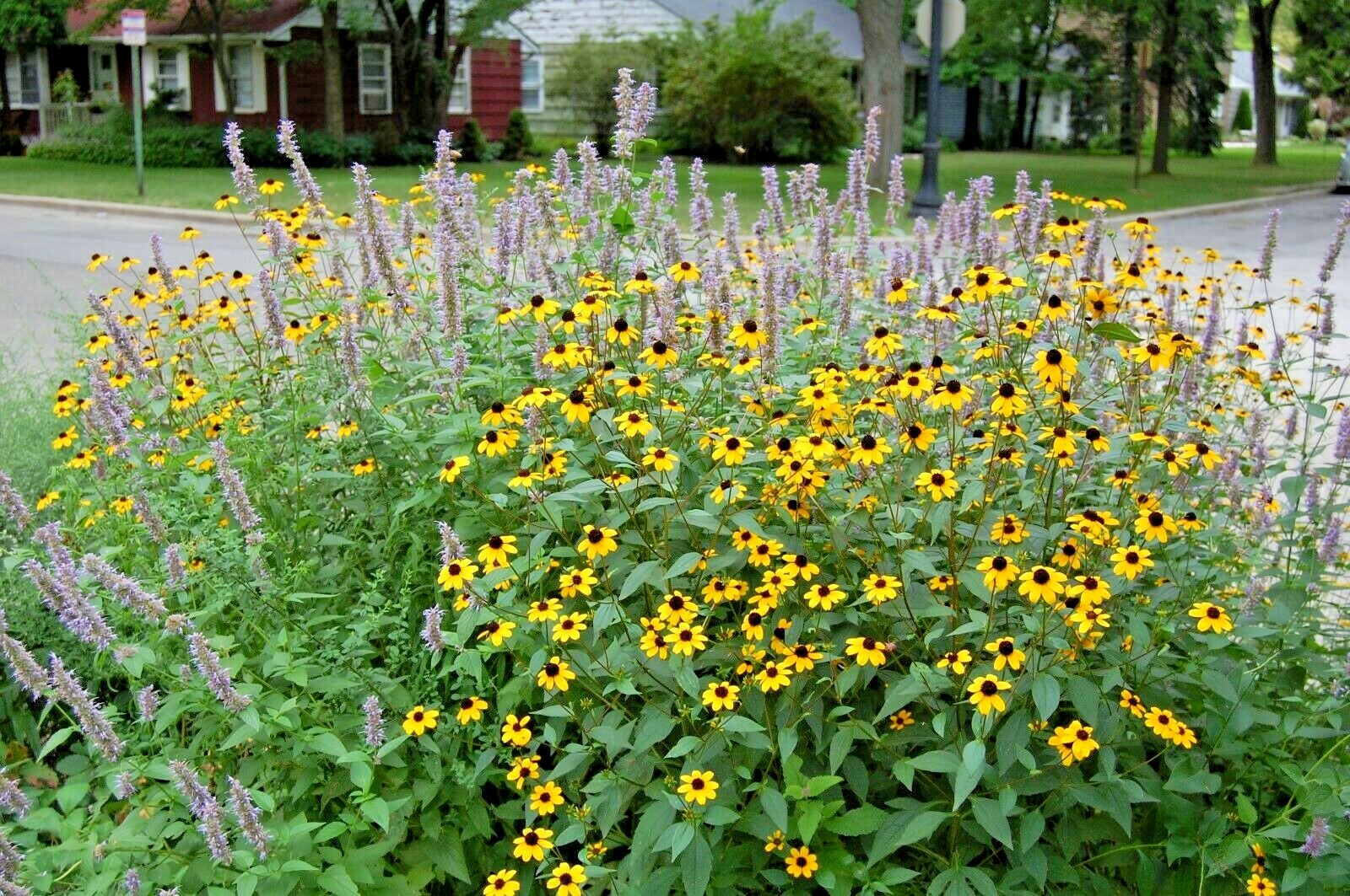 201+BROWN EYED SUSAN Seeds Branched Coneflower Perennial Native Wildflower Bushy