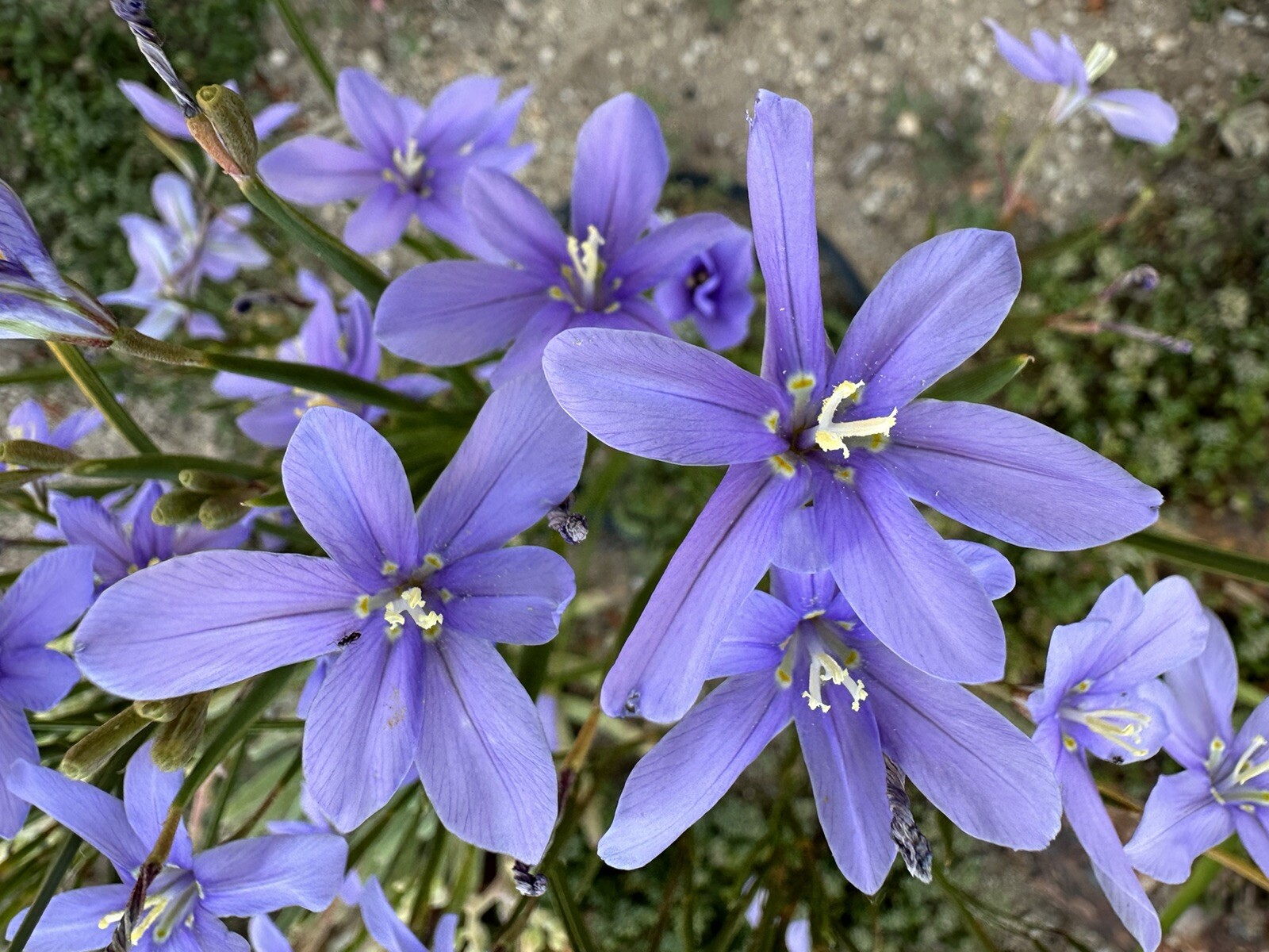 Moraea Polyanthos very rare 10 fresh 2024 harvested seeds Winter/spring Flowers