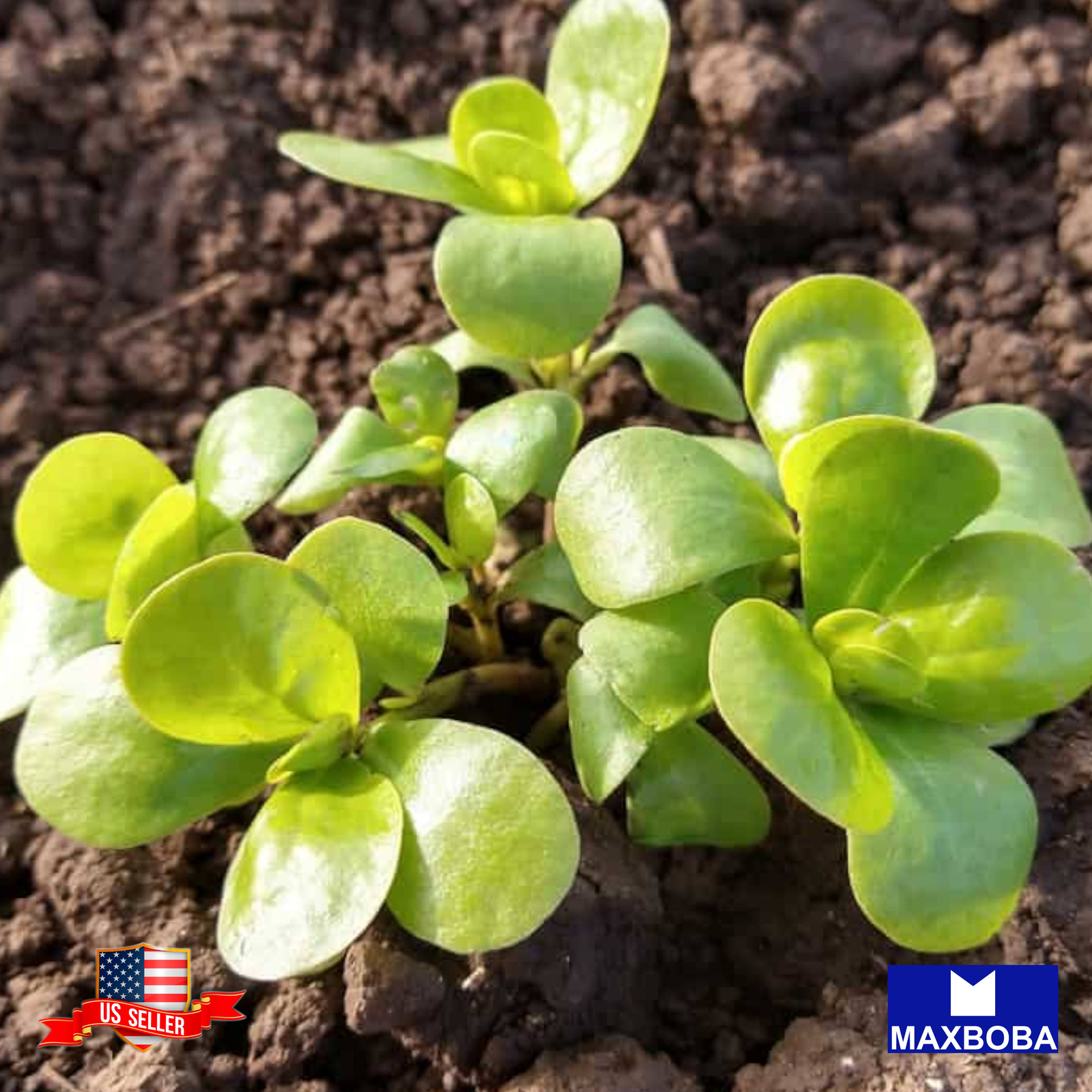 Purslane Seeds – Green Non-GMO Heirloom Vegetable
