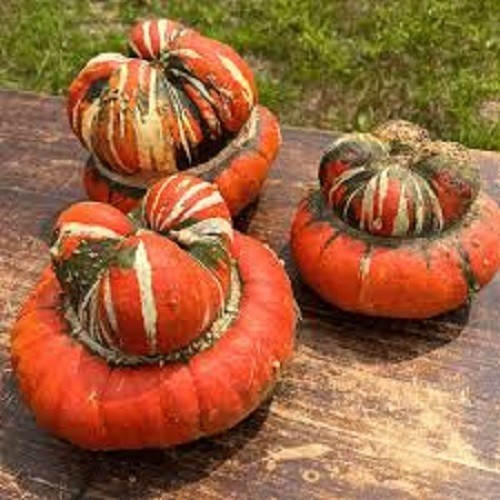 Premium Organic Turk’s Turban Gourd Seeds – Fresh From 2026 – So Many Uses!!