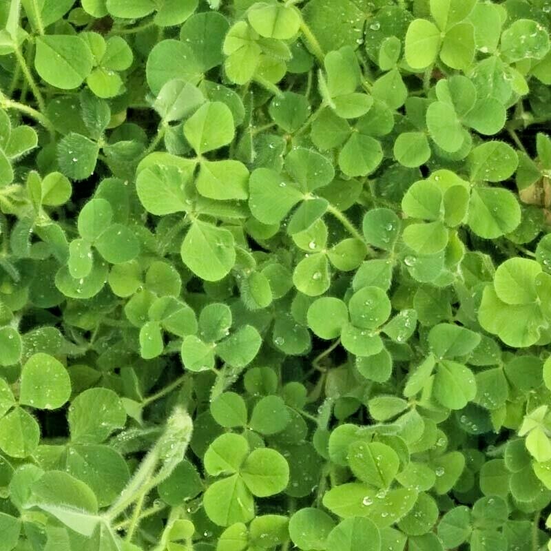 1000+CRIMSON CLOVER Seeds Groundcover Food Plot Native Wildflower Pollinators